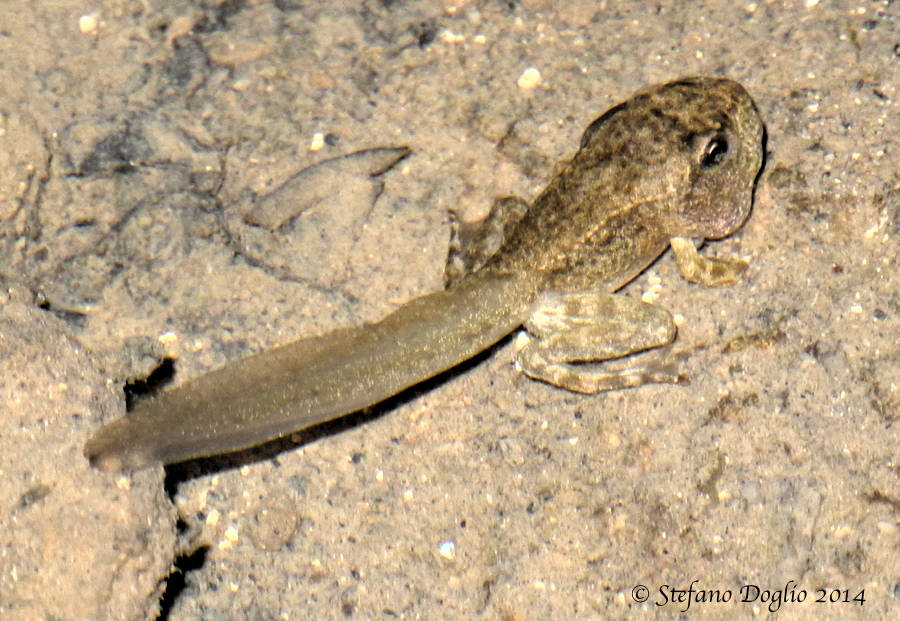 Rana italica